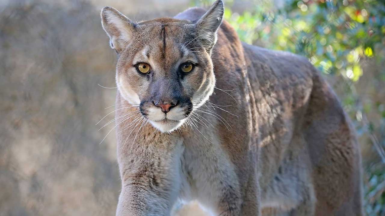 Luther Fire Department Warns Of Mountain Lion Sightings In Town 