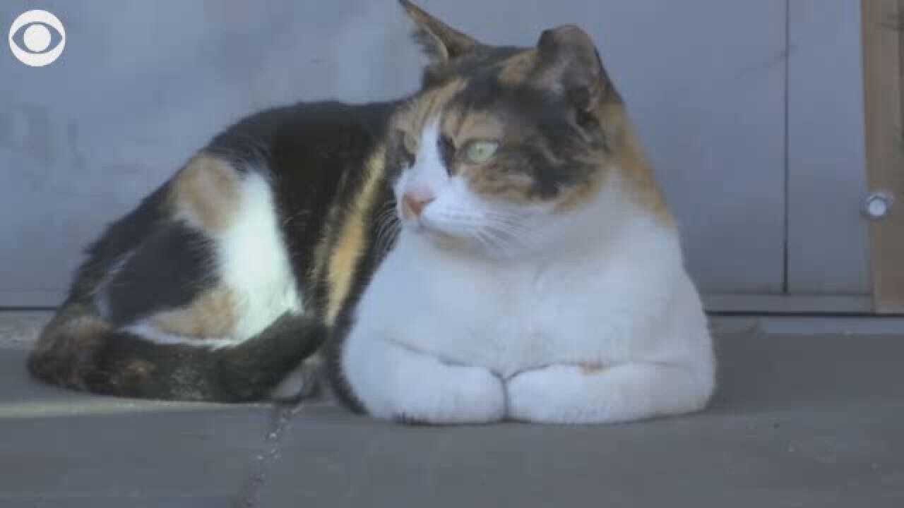 'Mitsi' The Train Cat Becomes Internet Hit