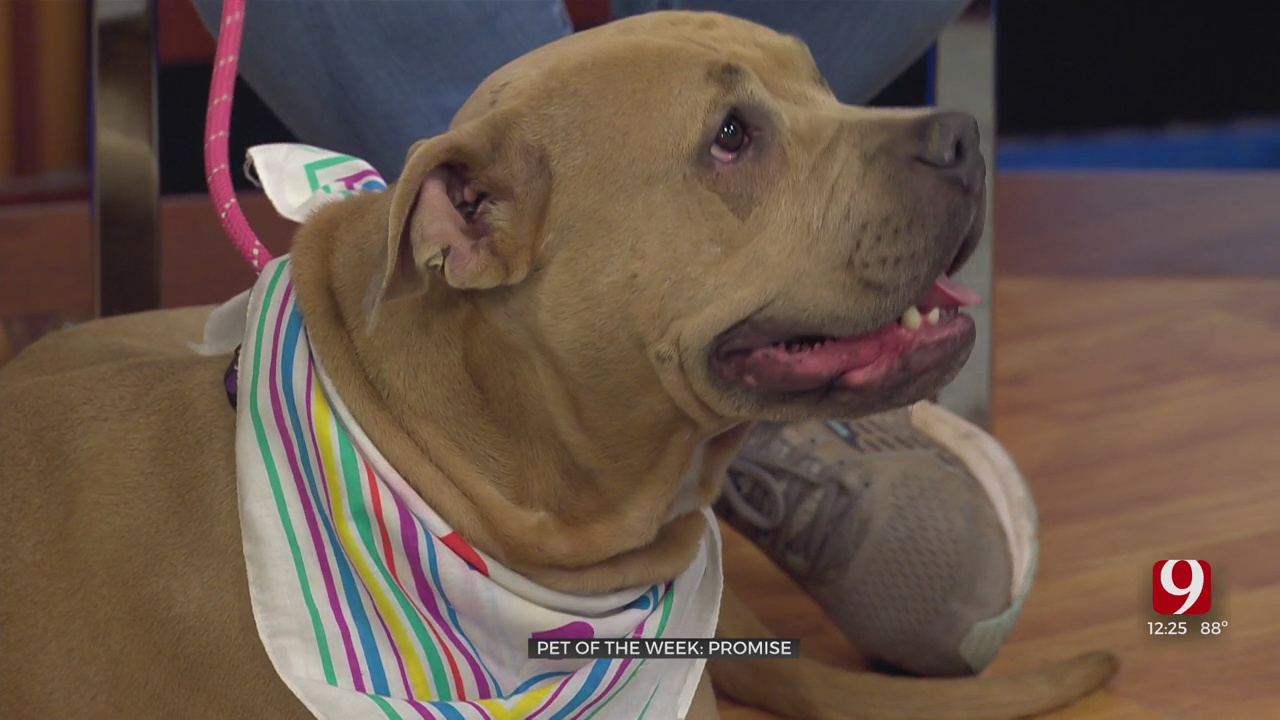 Pet Of The Week: Promise