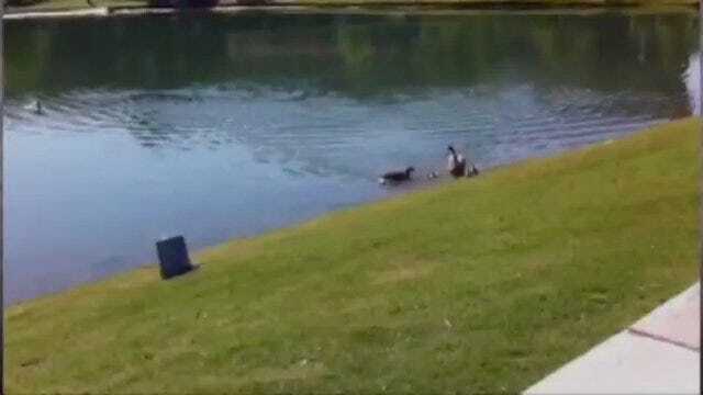 WEB EXTRA: Goslings Go For Swim In Broken Arrow Pond