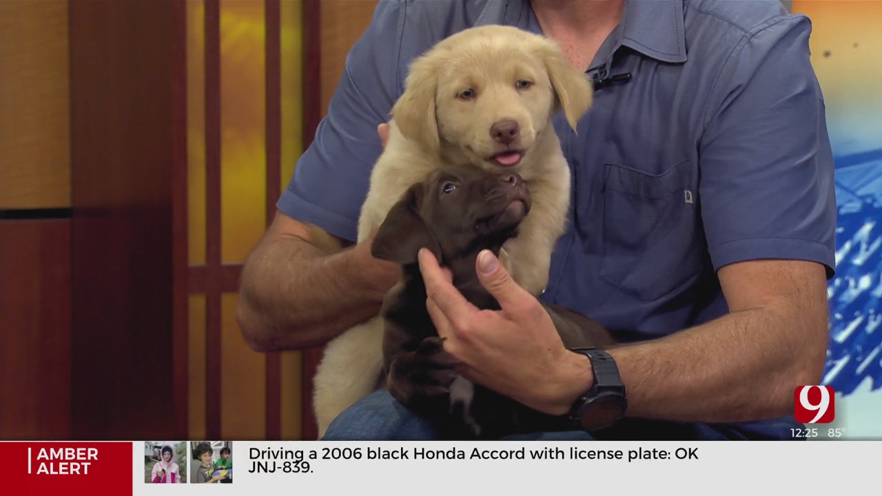 Pet Of The Week: A Bunch Of Puppies!