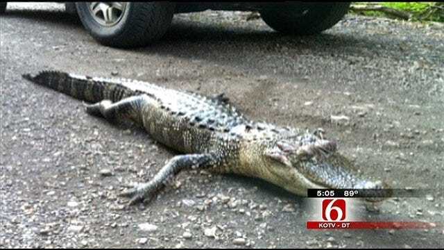 Game Officials Want To Know Who Released Alligator In Adair County