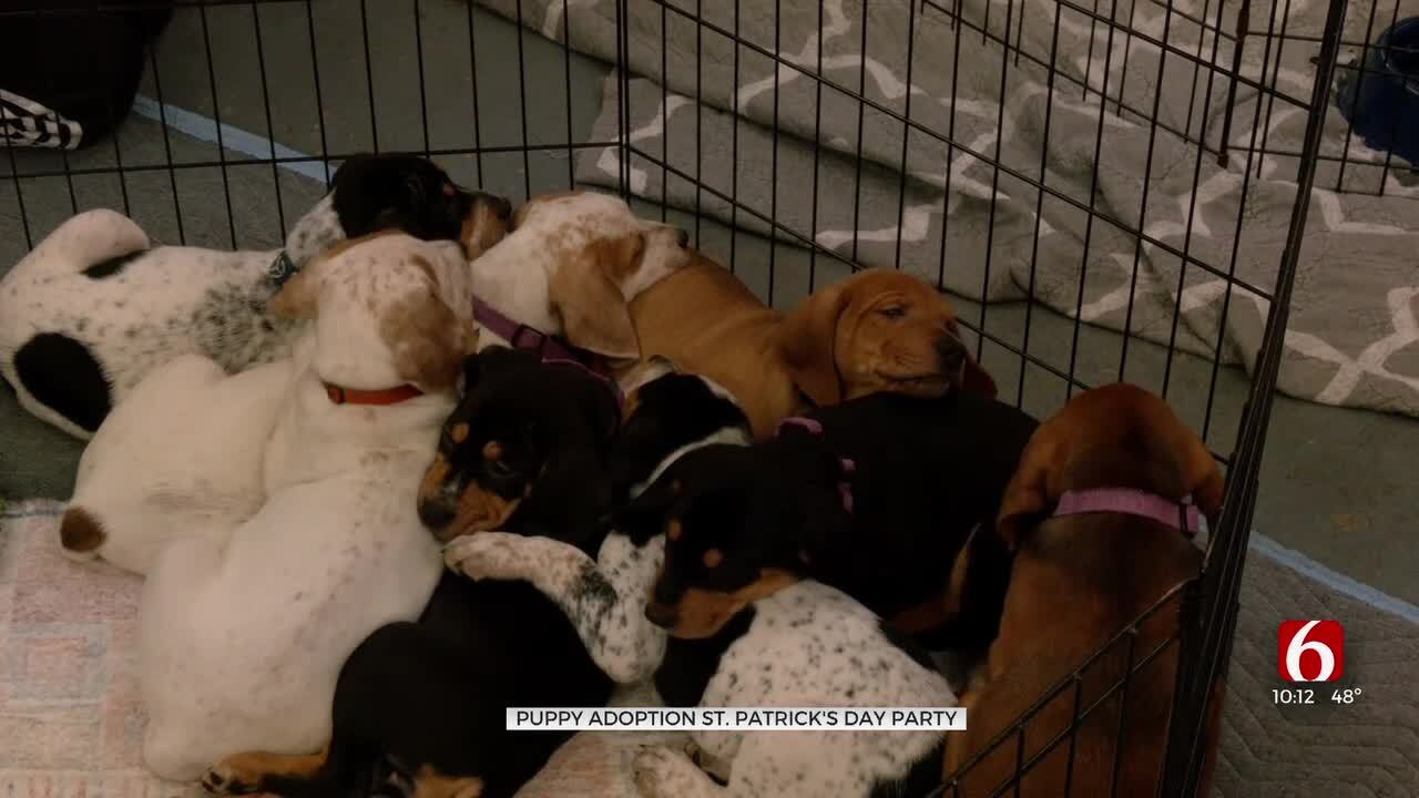 Local Dog Rescue Hosts St. Patrick's Day Party For Adoptable Puppies