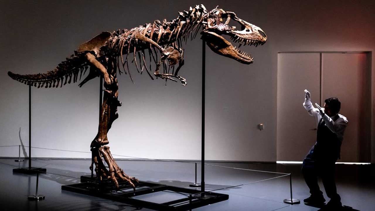 76 Million-Year-Old Dinosaur Skeleton To Be Auctioned In NYC