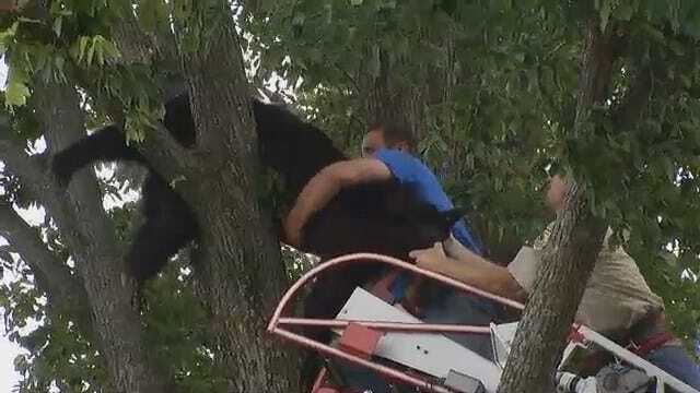 WEB EXTRA: Firefighters, Wildlife Department Rescue Wagoner County Bear