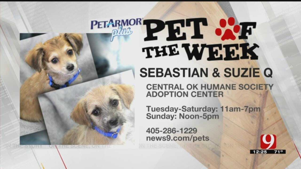 Pets Of The Week: Sebastian & Suzie Q
