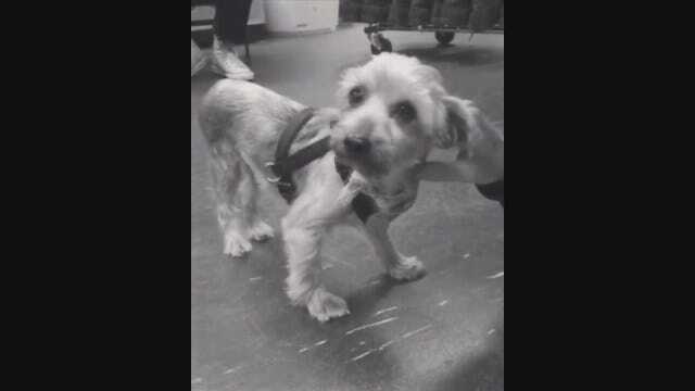 WEB EXTRA: Ariana Grande Adopts Dog From Tulsa Animal Rescue Group