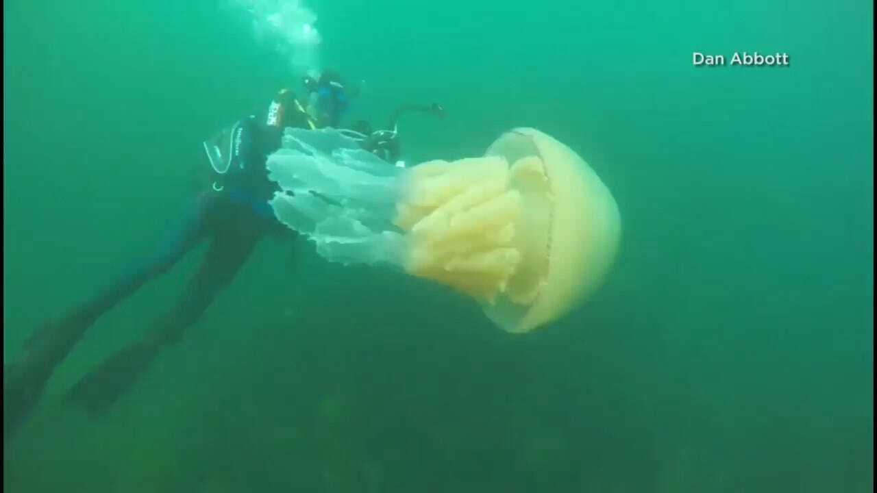Human-Sized Giant Barrel Jellyfish Spotted By Divers Off U.K. Coast