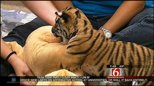 Wild Wednesday: Tiger Cub To Move To Washington State Zoo