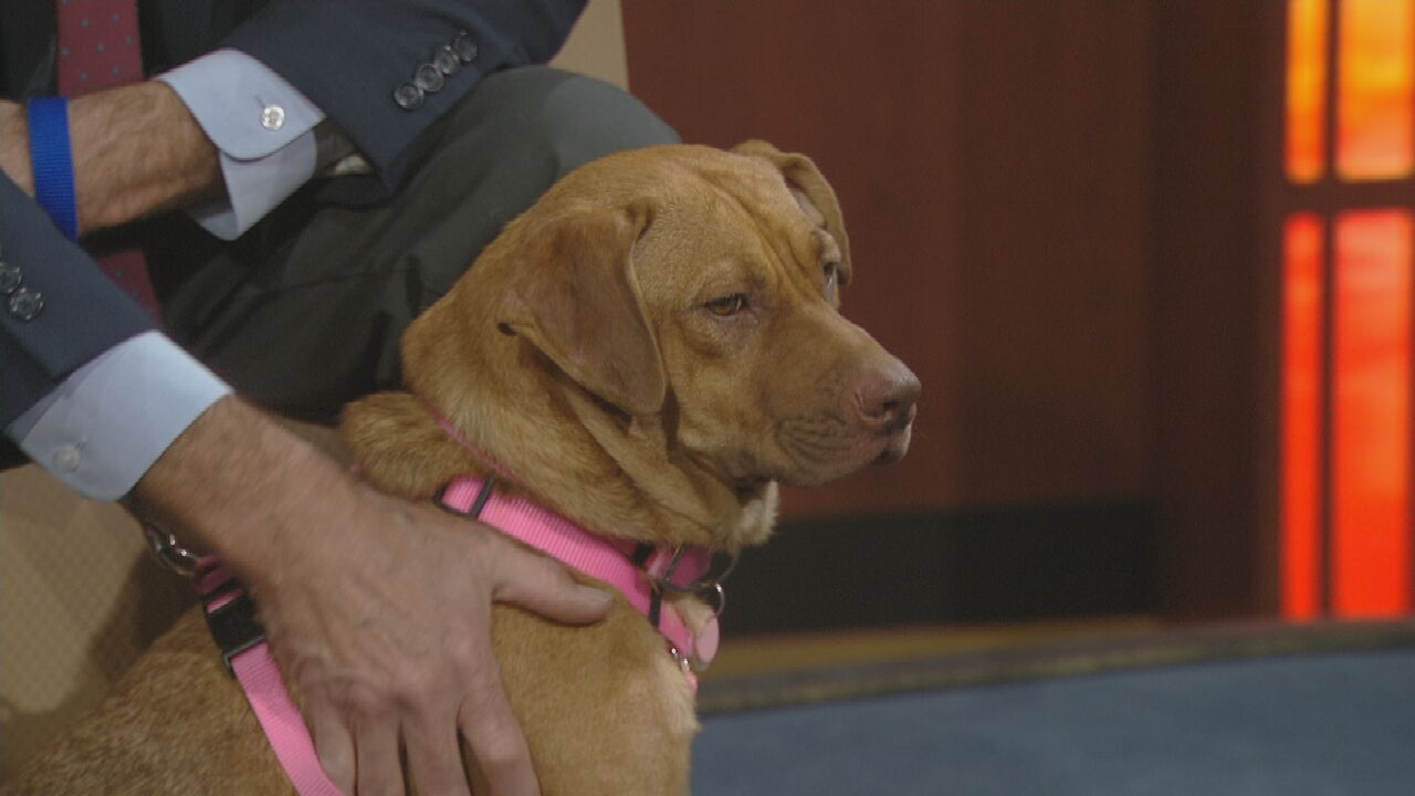 Pet Of The Week: Libby