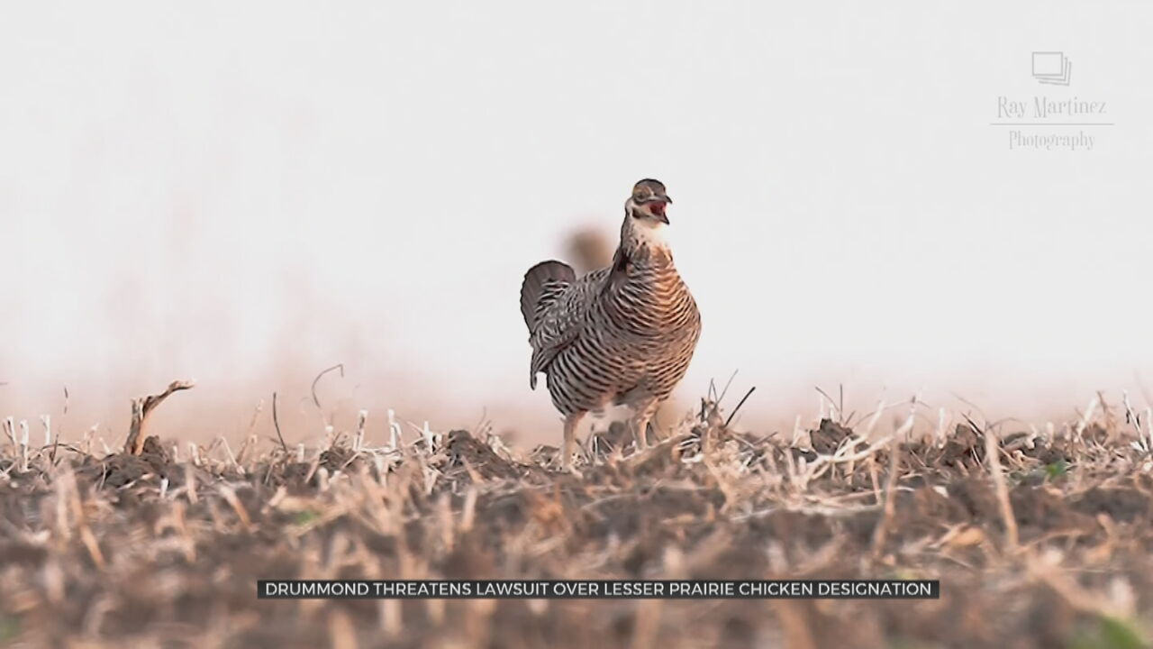 Oklahoma Attorney General Drummond Threatens Lawsuit Over Lesser Prairie Chicken Designation