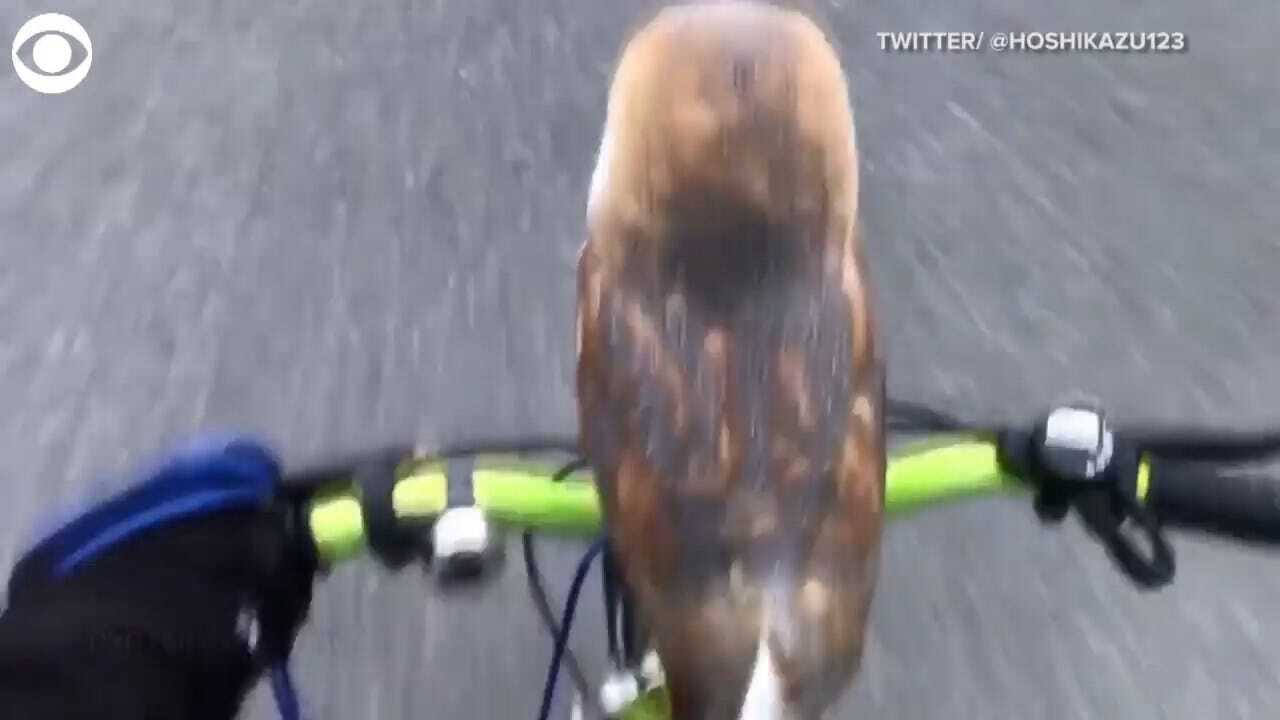 WATCH: Owl Goes For Ride On Bike