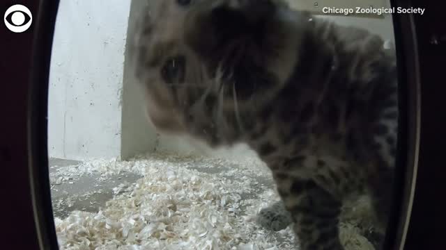 WATCH: Leopard Cub Claws At The Camera 