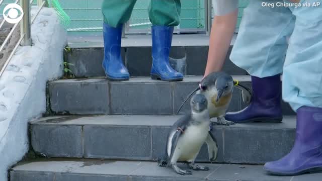 Watch: Two Penguins Take A Dip For The First Time