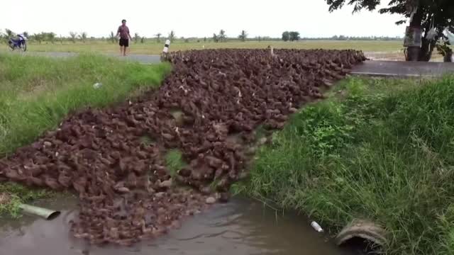 Watch: Farmers Herd Hundreds Of Ducks In Thailand