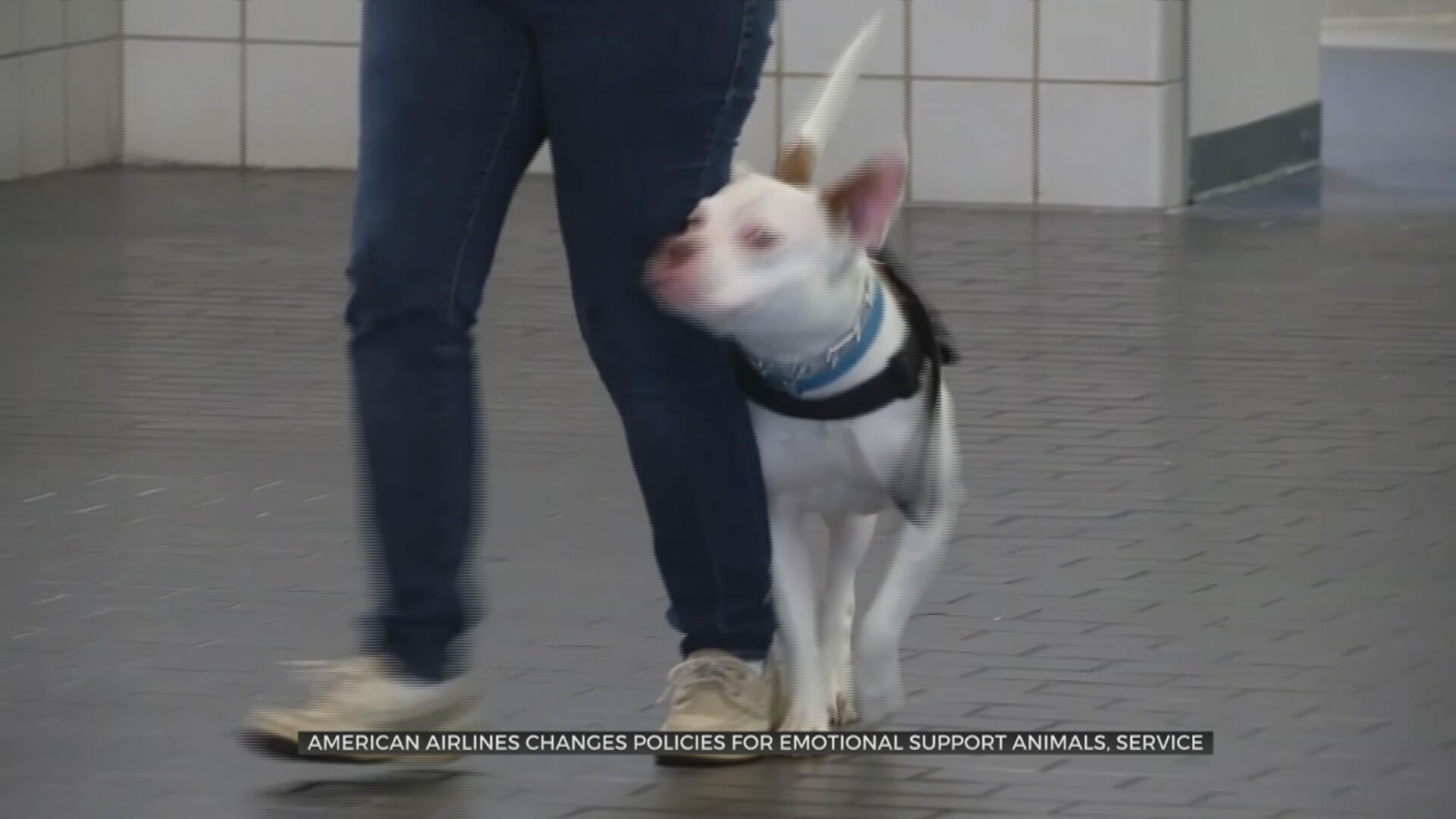 American Airlines Changes Policies For Emotional Support Animals, Service Animals 