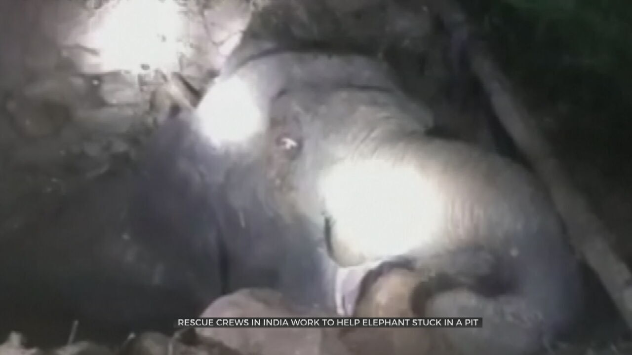 Indian Officials Rescue Elephant That Fell Into Pit