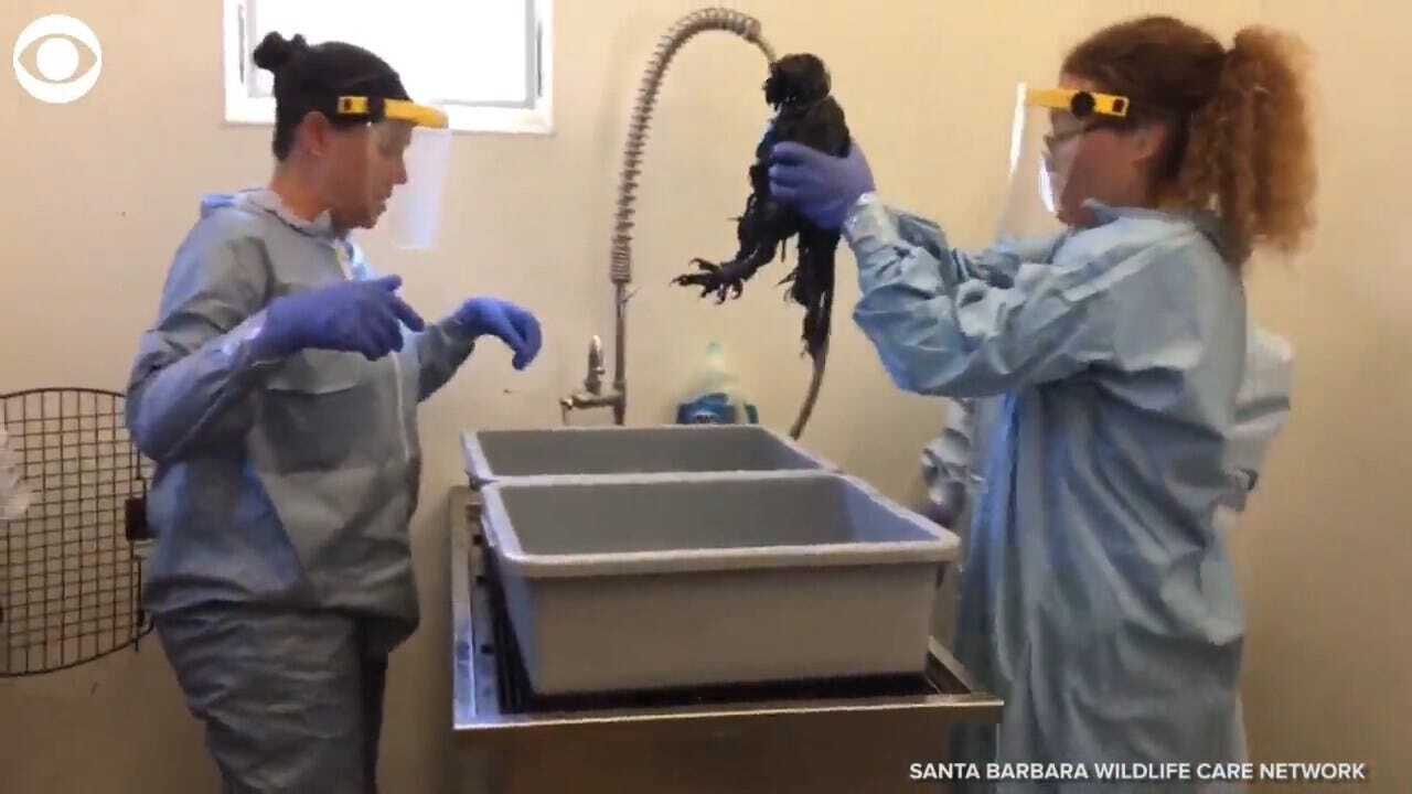 Wildlife Team Helps Clean Owl Covered In Oil