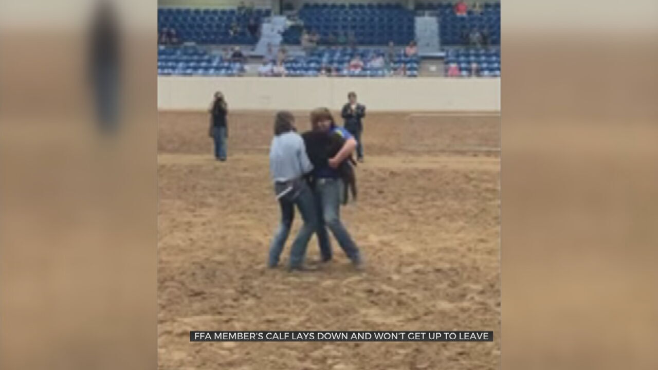 Watch: Stubborn Calf Get Carried Away At The Tulsa State Fair