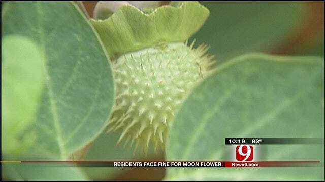 Bethany Residents Face Fine For 'Locoweed' In Backyard