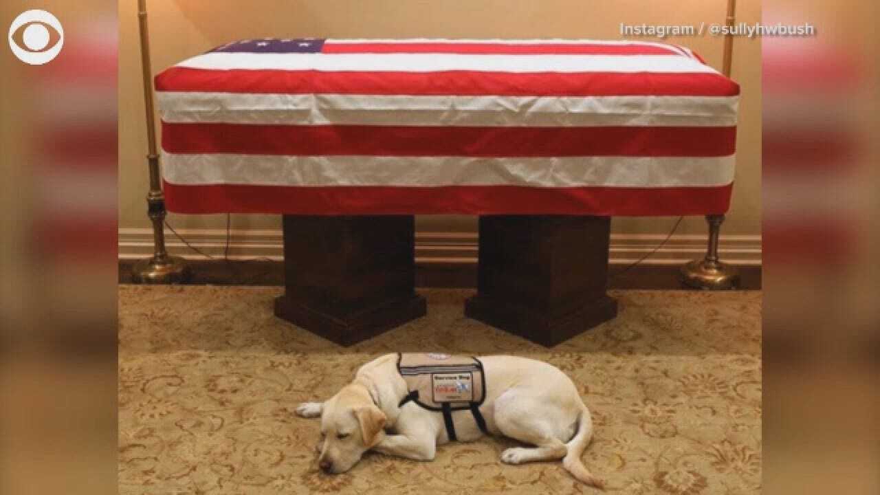 George H.W. Bush's Service Dog Sully Lays By His Casket In Houston