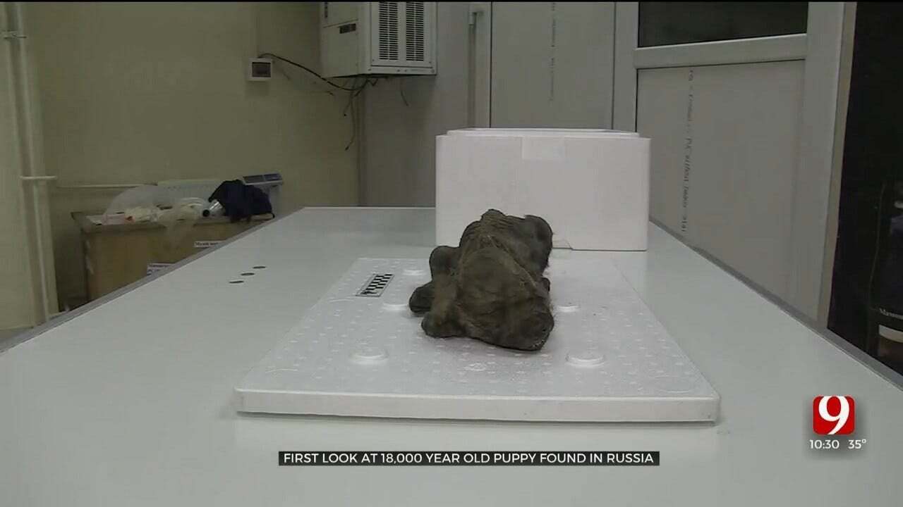Frozen 18,000-Year-Old Puppy Found In Permafrost Of Russia's Far East