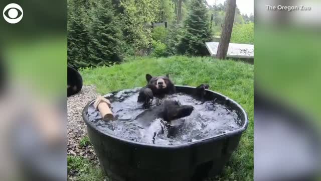 Black Bear Takes A Dip To Cool Off At Oregon Zoo