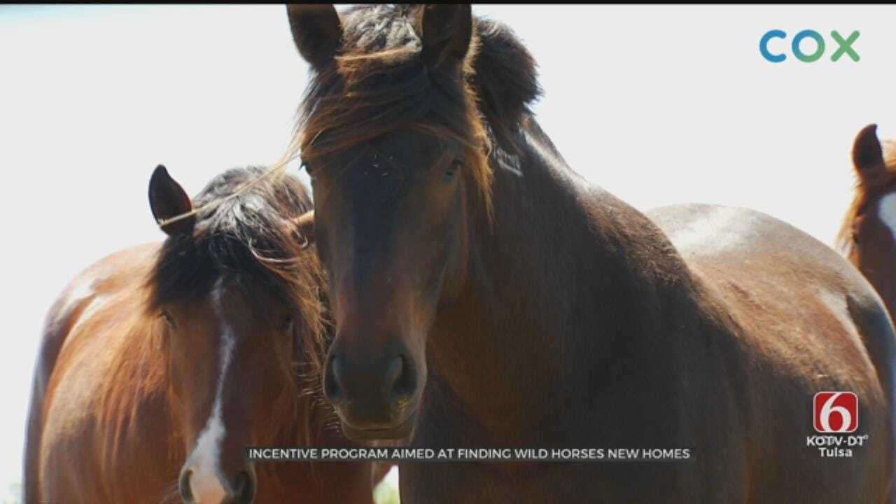 New Incentive Program Aims To Find Homes For Oklahoma's Wild Horses