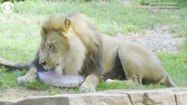 Watch: Animals At Chicago Zoo Cool Off With Icy Treats