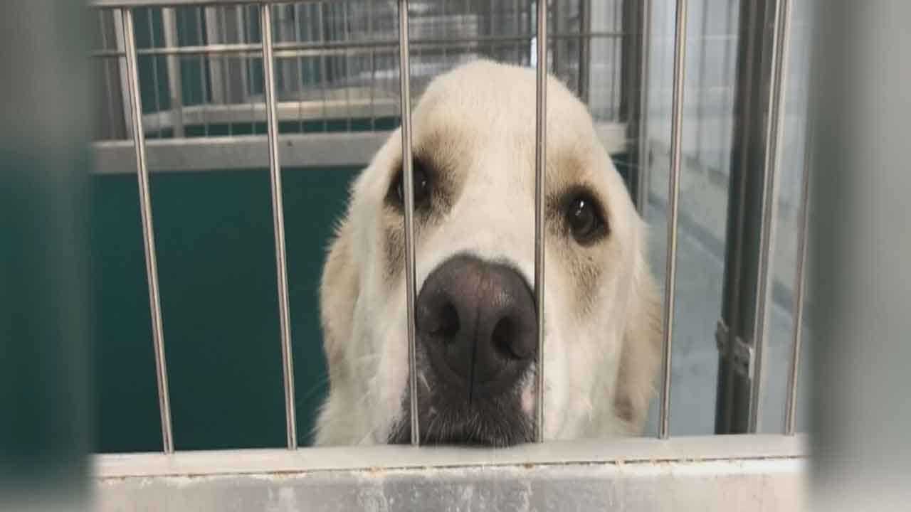 New Oklahoma City Animal Shelter Proposed To City Council