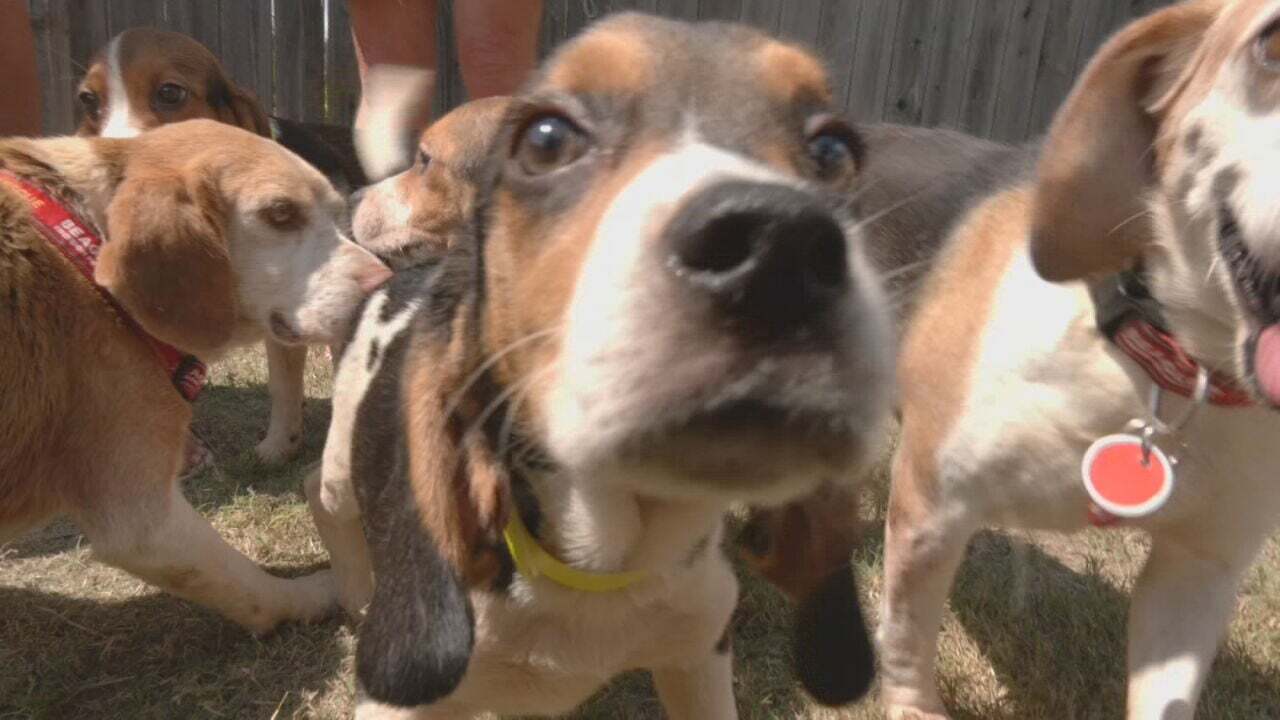 34 Beagles Adopted After Being Rescued From Oklahoma Testing Facility