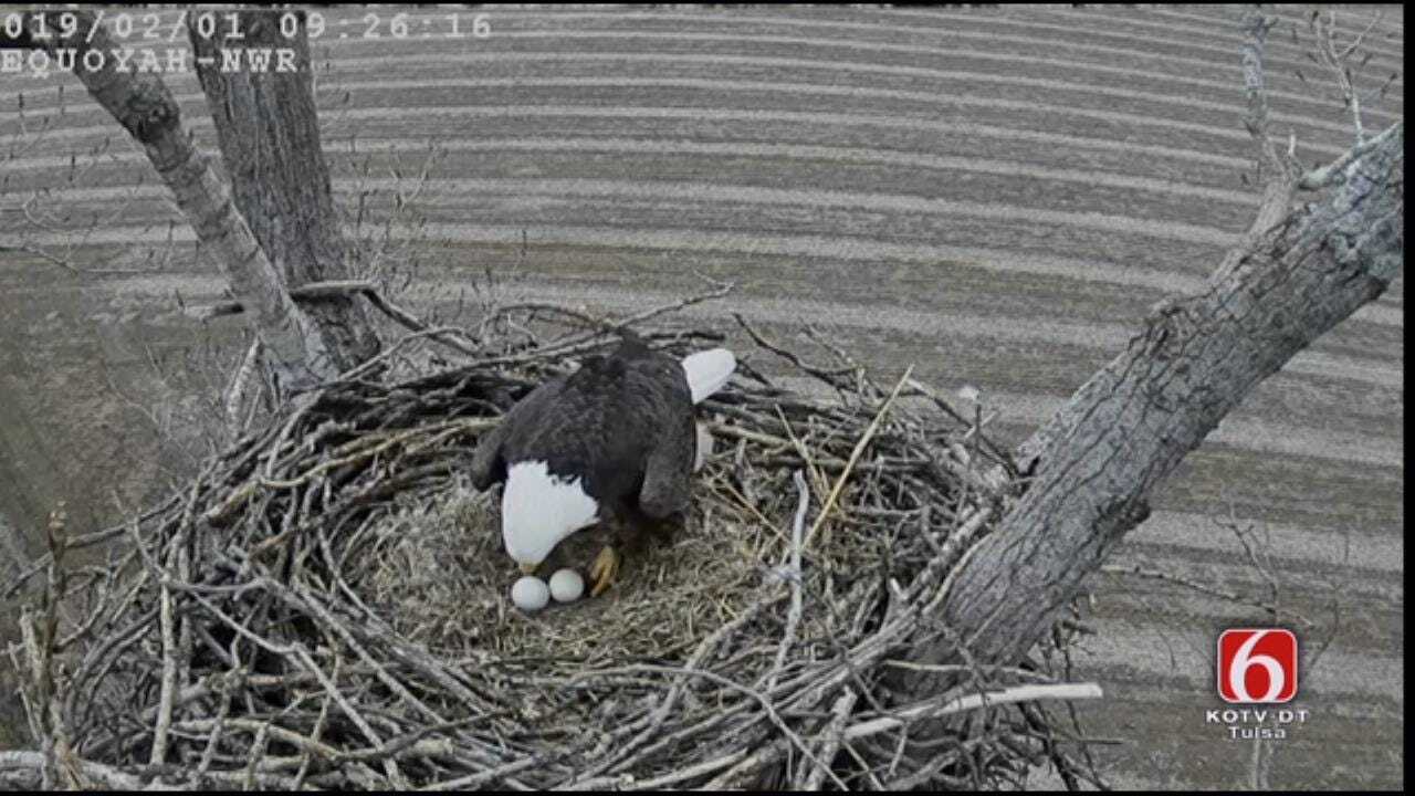 Bald Eagles Incubate 2 Eggs On Oklahoma Nest