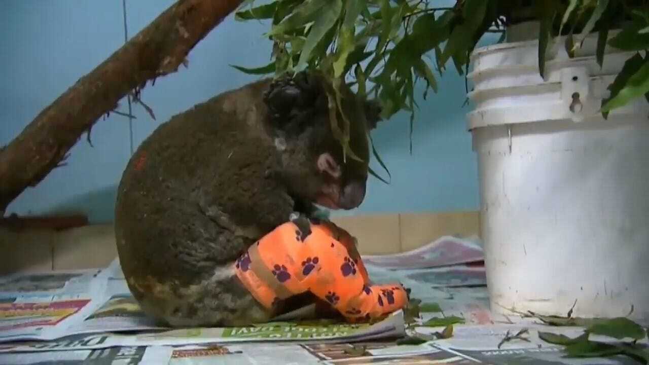WATCH: Woman Reunites With Koala She Saved From Australian Bushfire
