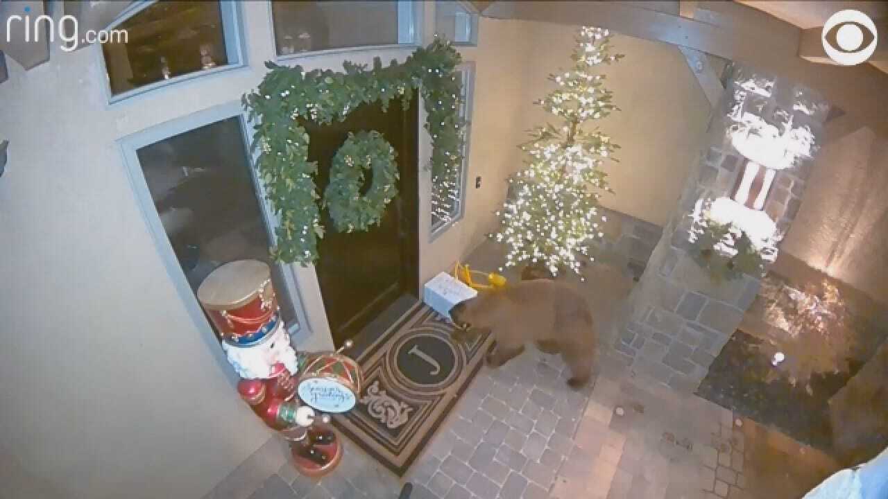Footage Captures Bear As Porch Pirate