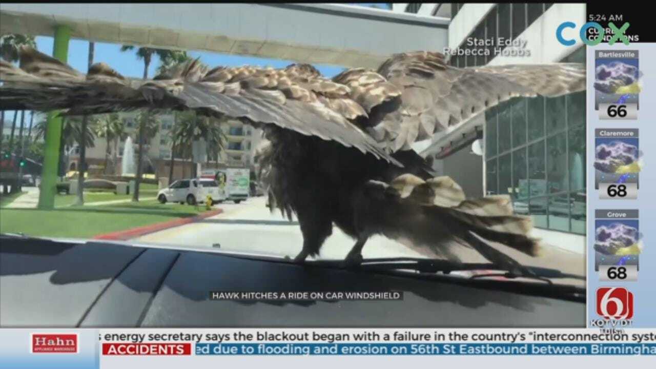 WATCH: Hawk Hitches A Ride On A Car
