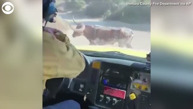 Watch: Bull Chases Firefighters In California
