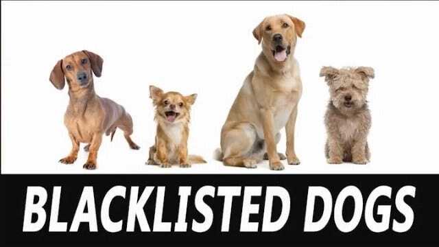 Tonight At 10: Blacklisted Dogs