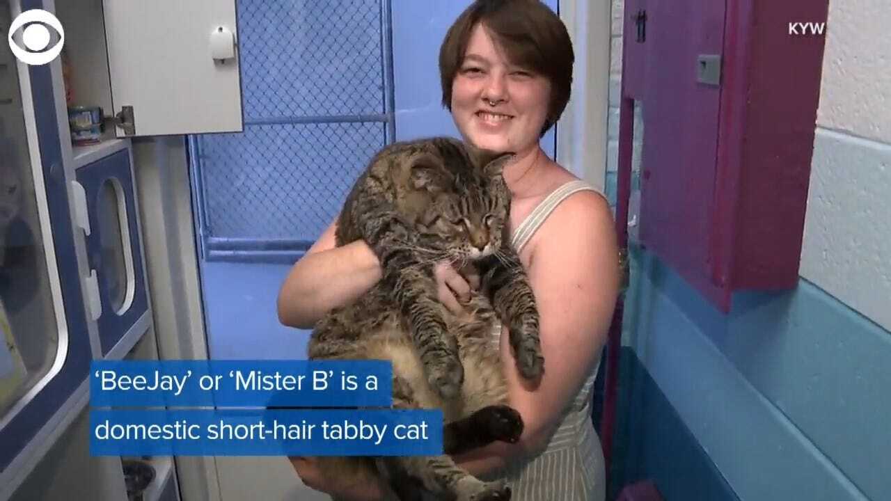 Massive Cat Looking For Forever Home