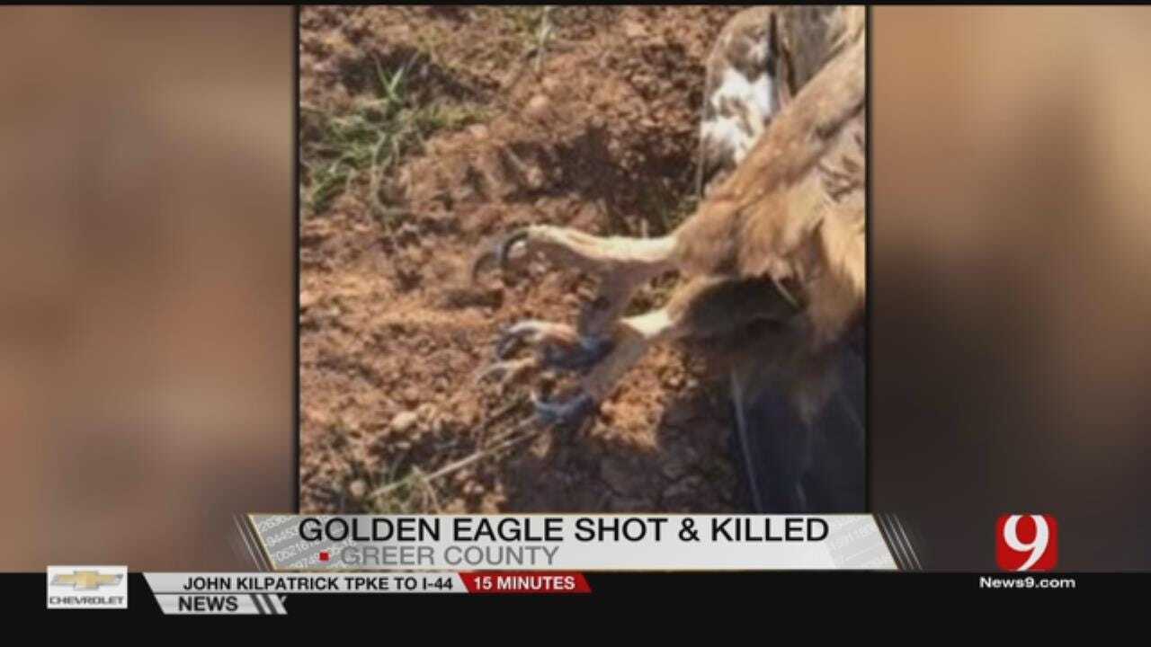 Golden Eagle Found Killed In SE Oklahoma