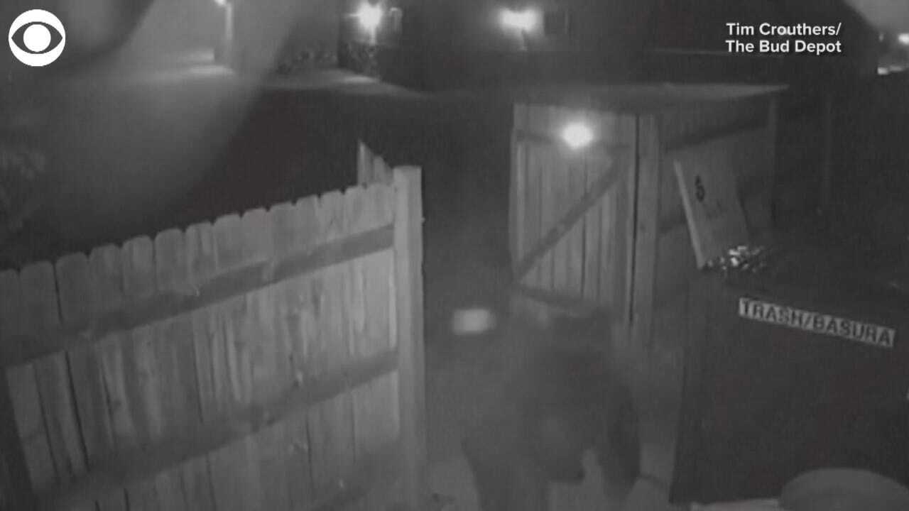 Curious Bear Steals Trash Can