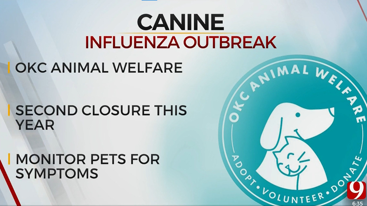 Oklahoma City Animal Welfare Closed Following Canine Influenza Outbreak