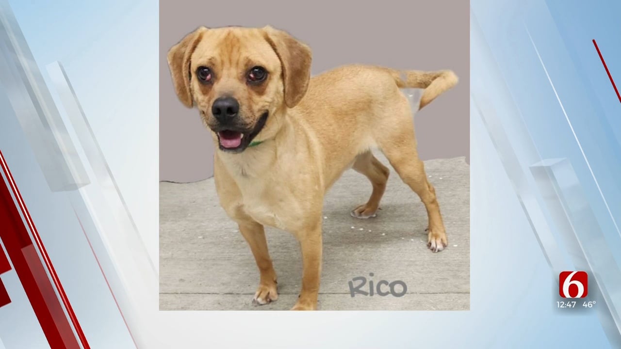 Pet Of The Week: Rico