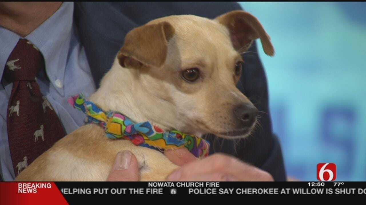 Amor: News On 6 Pet Of The Week 4-13-18