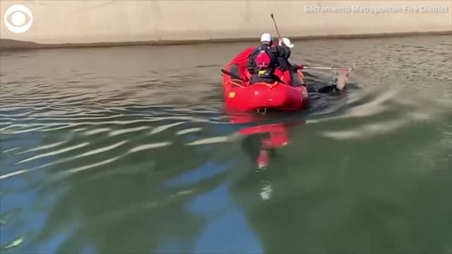 WATCH: Firefighters Rescue Deer From Canal In California
