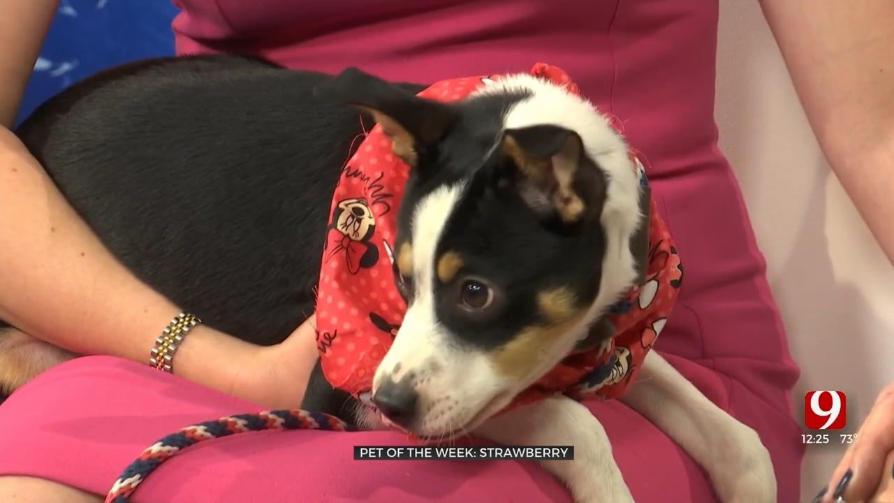 Pet Of The Week: Strawberry