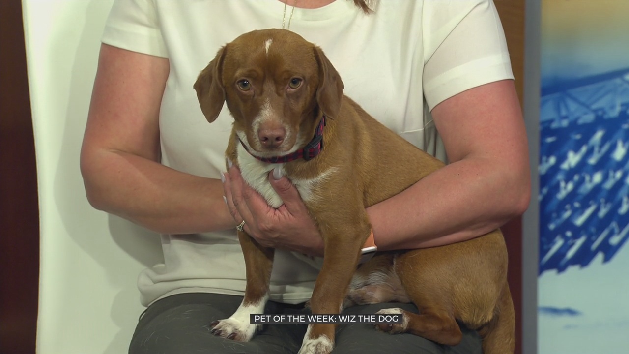 Pet Of The Week: Wiz The Dog