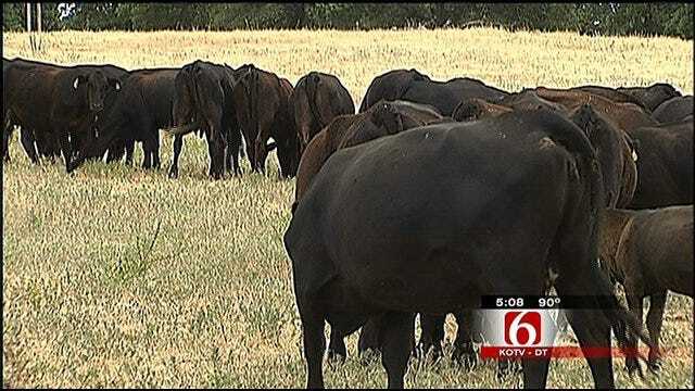 Oklahoma Ranchers Take Big Hit As Drought Continues