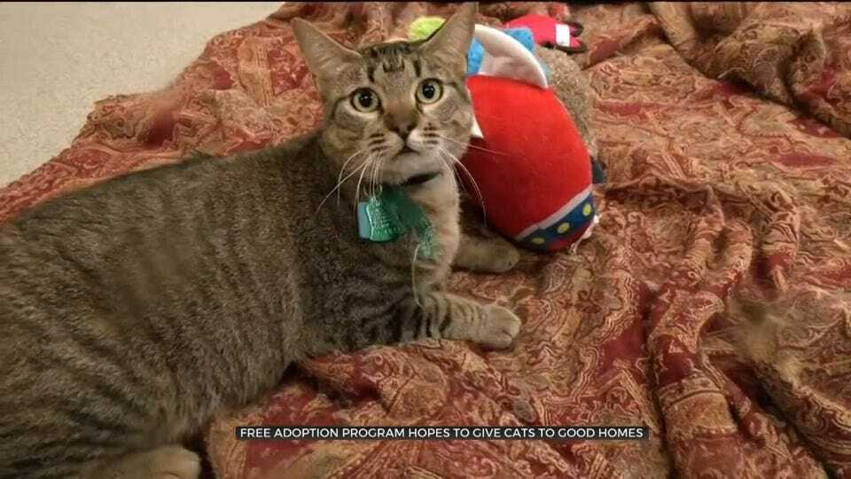 More Than 100 Cats Adopted During OKC Animal Shelter’s Free Adoption Weekend