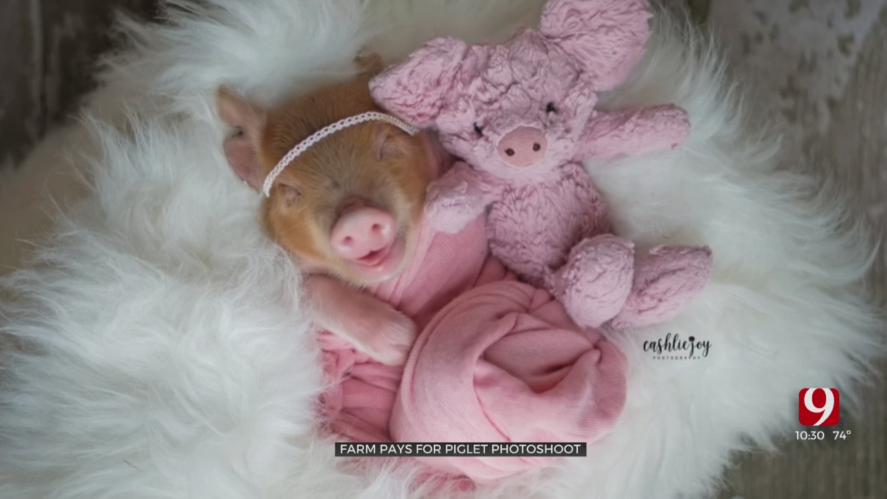 Oklahoma Photographer Captures Adorable Photos Of Newborn Piglet