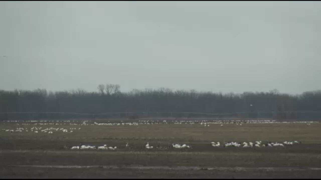 WATCH: Thousands Of Snow Geese Near Webbers Falls